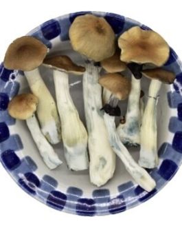Lyophilized Blue Meanie Magic Mushrooms