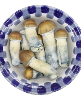 Blue Pulaski Magic Mushrooms