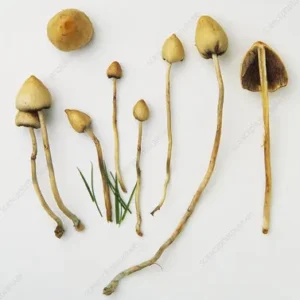 Liberty Caps mushrooms